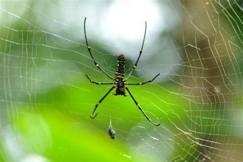 most dangerous orb weaver.